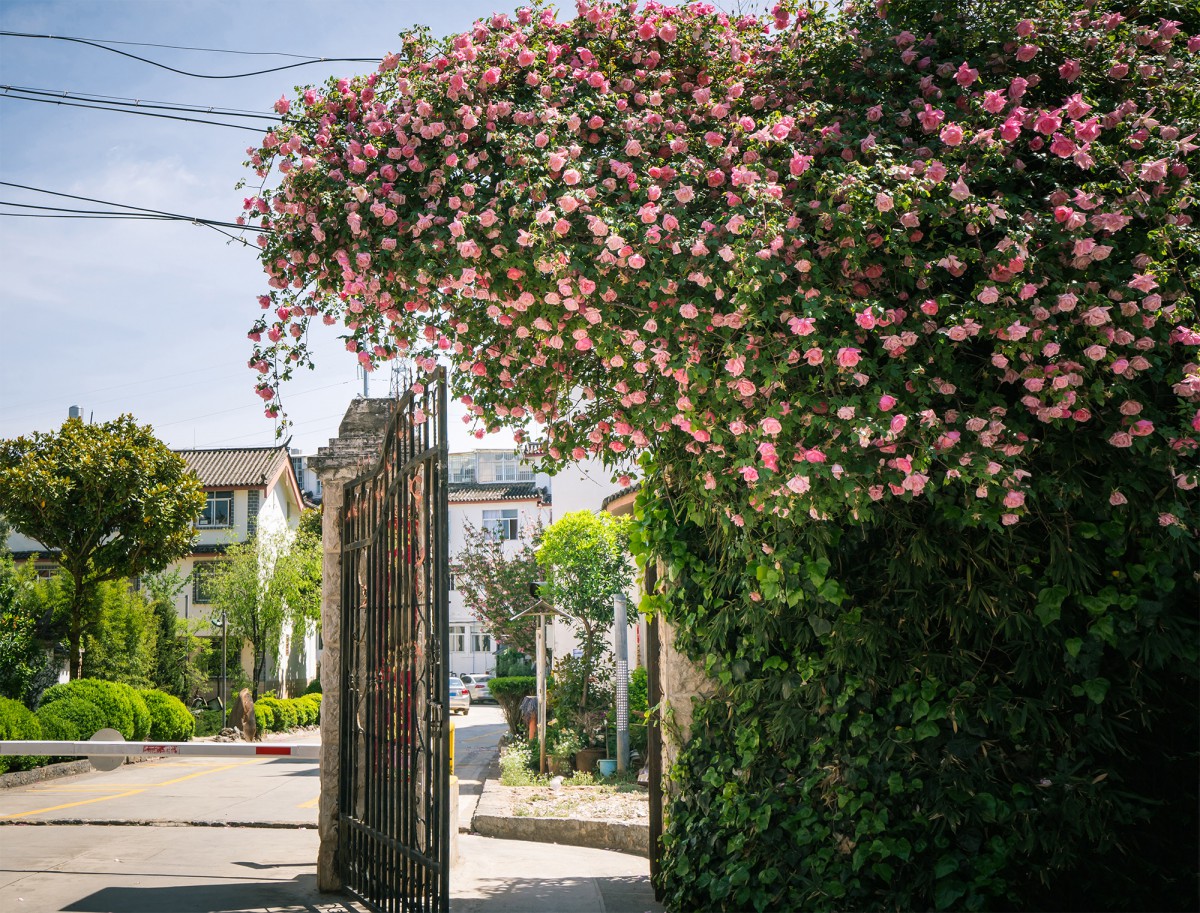 Travaux de jardinage pour particuliers avec débroussaillage, ramassage de feuilles et nettoyage des massifs à Pont-Audemer