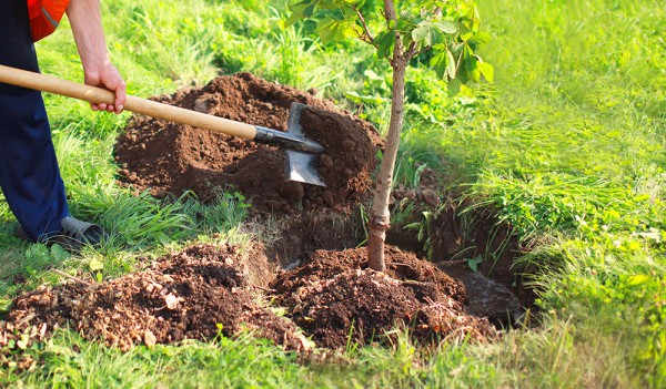 Plantation-arbres Trouville-la-Haule
