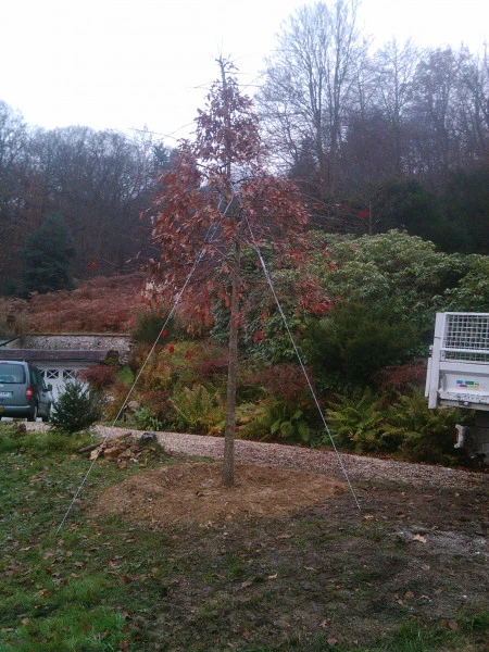 Plantation d'arbustes Trouville-la-Haule