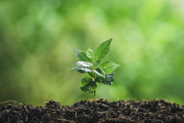 Plantation plantes vivaces et graminées Trouville-la-Haule